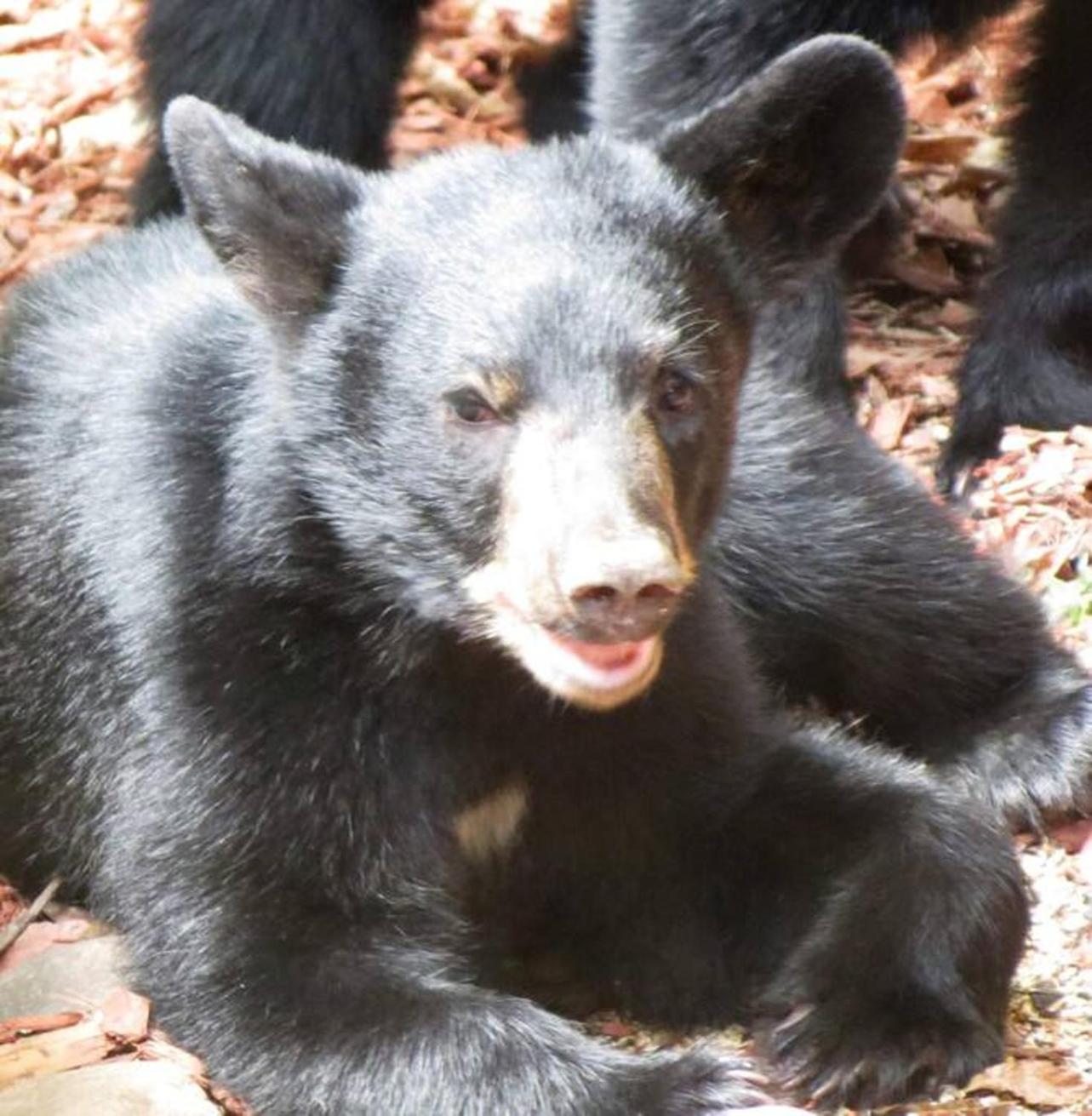 Peace, Serenity & Relaxation In The Smokies! جاتلينبرج المظهر الخارجي الصورة