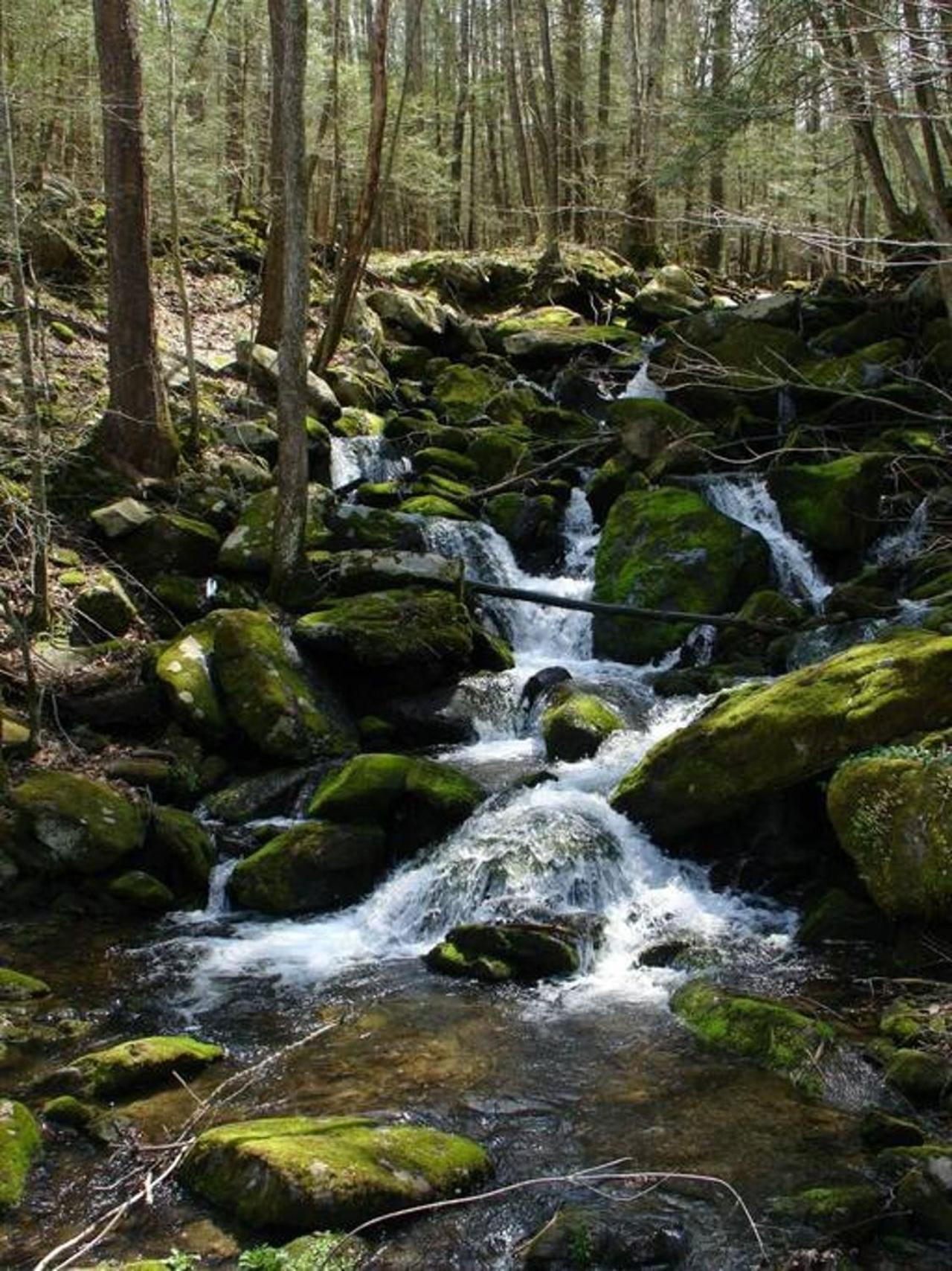Peace, Serenity & Relaxation In The Smokies! جاتلينبرج المظهر الخارجي الصورة